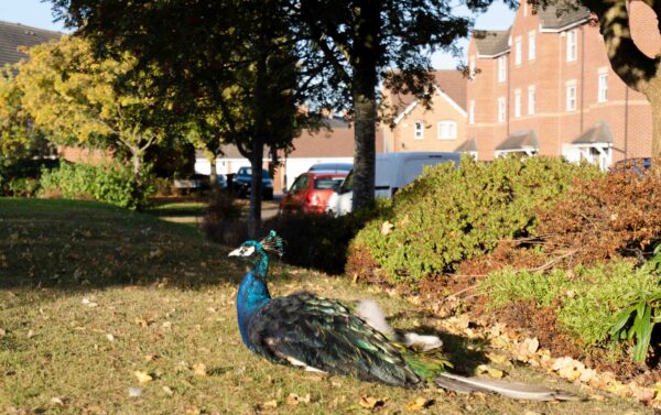Weavers Green, Northallerton, DL7